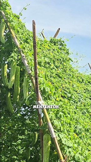 Smart Way to Grow Bitter Melon Using a Triangular Trellis #farming #gardeningtips #smarttricks #fyi
