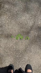 399K views · 103K reactions | ONE IS POISON, TWO ARE A SNACK | BlackForager | Facebook