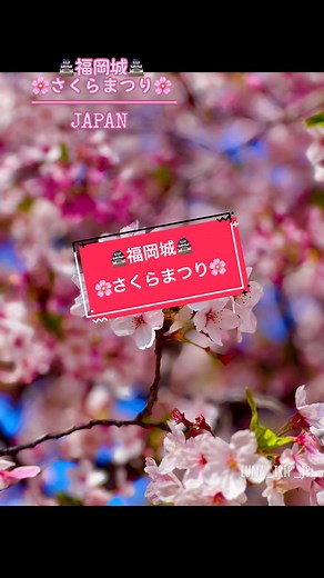 🏯福岡城さくらまつり🌸＆大濠公園に行ってきました。 素敵な桜とチューリップに癒されました♪最後まで見てくれると最高にエモいシーンが出てきます🌸 最後まで見てみてね🌸 福岡城さくらまつりまた来年も行きたいな🌸 時間がなくて有料エリアには入れず💦来年リベンジします！ #福岡城さくらまつり #大濠公園 #福岡県 #舞鶴公園 #舞鶴公園