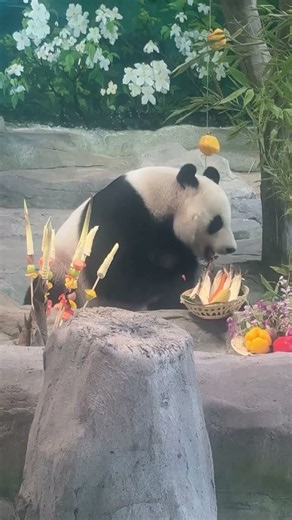🎂🐼 2026 CCRCGP Birthday Season — Huabao/Pyry (back from Ähtäri Zoo, Finland)