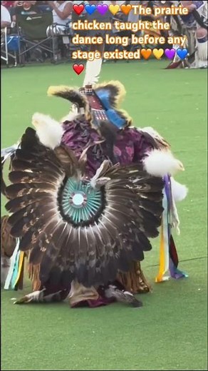 ❤️💙💜💛🧡The prairie chicken taught the dance long before any stage existed🧡💛💜💙❤️