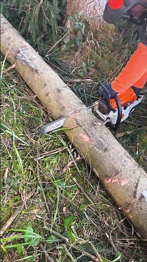 ✅🪚 quasi ohne Spannung #motorsägenkurs