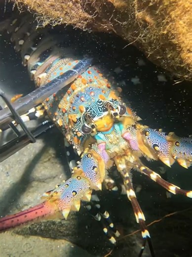 #diving #crab #catchthesea #seafood #seaside