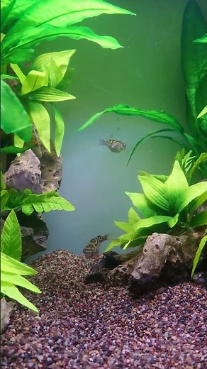 Figure 8 Pufferfish full after feeding