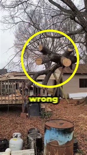 Why Do Tree Cutters do This? 🤔