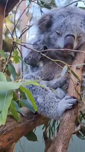 Getting used to the leaf life 🌱🐨 Koalas may be known for their love of eucalyptus leaves, but those leaves are actually toxic in large amounts and often difficult to digest. Adult koalas can safely eat around 10% of their body weight in leaves each day thanks to specialised gut bacteria that break down the toxins. Koala joeys, however, aren’t born with this vital bacteria. Between 22 and 30 weeks of age, they begin eating a unique substance called pap, which their mother produces in addition t
