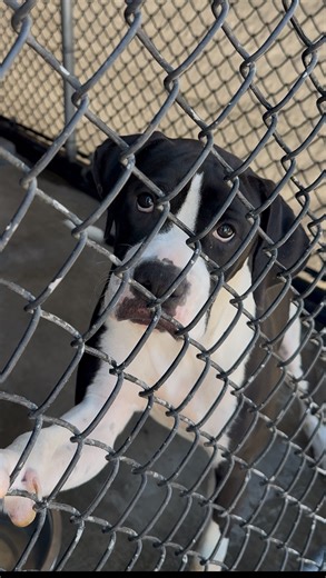 Sarah - SEAACA shelter volunteer 🐶 on Instagram: "🤞🏼Shylynn and her brother, Diamond, are pending pick-up. Shylynn is scheduled to lose her life at SEAACA shelter on Thursday, 10/9, at 2pm. Shylynn is a puppy, and she’s already enduring heartbreaking hardships. She’s a wiggly, happy little pittie pup who came into the shelter with her sibling (Diamond)… both of them still wearing shiny tags with their names on them. And of course, nobody ever came for them. She’s the sweetest little girl. She