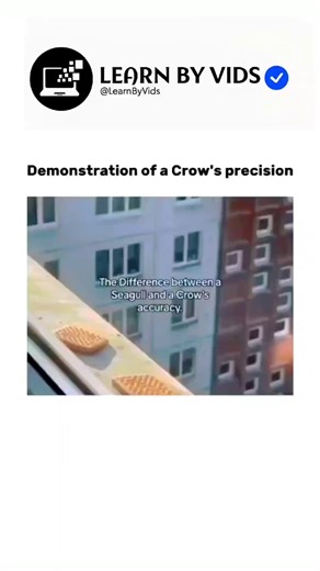 A demonstration of a crow’s incredible precision 🪶🧠 #shorts