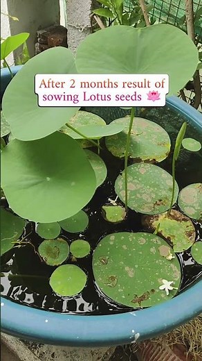 Lotus seeds result after 2 months #flowers #terracegardenindia#gardening #lotus