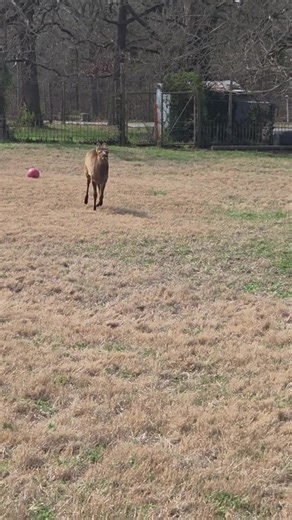 Annie the Elk Now on Full-Time Exhibit at Ralph Mitchell Zoo