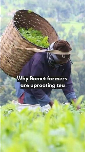 Why Bomet farmers are ditching tea for avocado