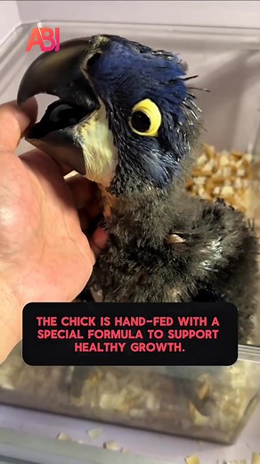 Caring for a Blue Macaw Chick in Captivity #BlueMacaw #AnimalCare #WildlifeFacts #RareBird #Conservation | Animals Beyond Imagination | Facebook