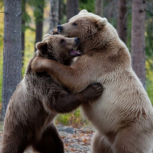 Grizzly vs Kodiak Bear