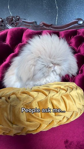 Meet Versace: The World's Fluffiest Teddywidder Bunny 🐰