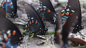 Pipevine Swallowtail Butterfly Close Stock Footage Video (100% Royalty-free) 1027343903 | Shutterstock