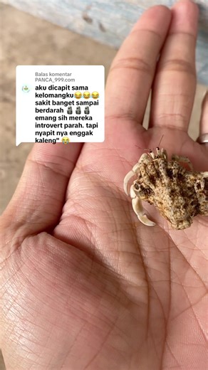 Membalas @PANCA_999.com punya kaka ukuran segede apa yaa 😆 #kelomang #kelomangdarat #fyp #hewanlucu #hewanpeliharaan