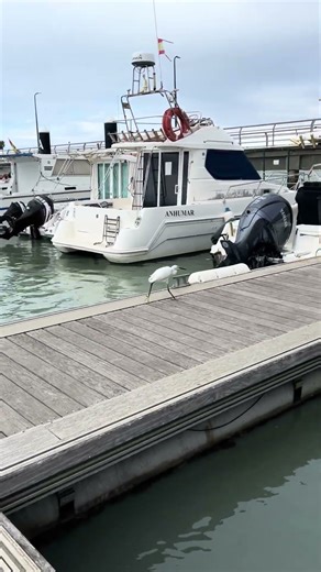 Garza blanca #fishing #lineadepesca #pesca #pescasub #fish #carpfishing