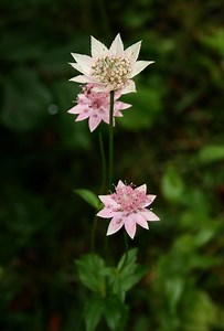 Astrantia maxima - Alchetron, The Free Social Encyclopedia