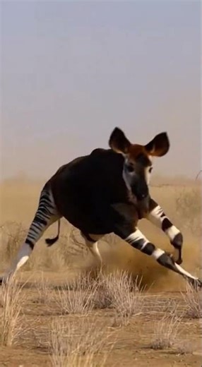 Lioness vs Okapi on the a drought-stricken grassland with withered tufts