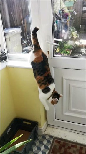 Clever Cat Works the Door Handle and Heads Outside