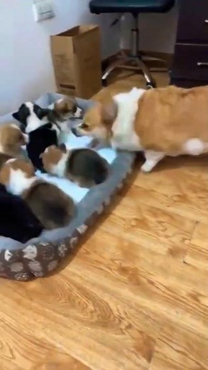 Mama dog looks angry with her babies, giving them a strict lesson in her own way#DogMomLife #shorts