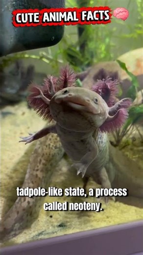 The Cute Axolotl! #memeedit #axolotl #jumpstyle