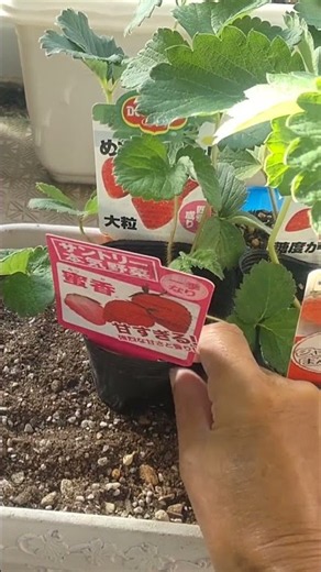 10/8【イチゴ】買った苗 買った苗をすぐに植付けすると環境の違いで枯れてしまう可能性が高いです