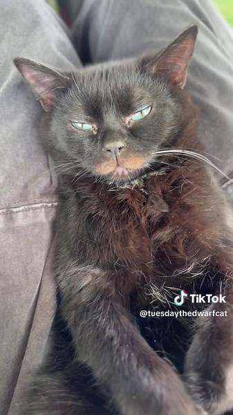 Tuesday the Dwarf Cat Enjoys Hammock Belly Scratches