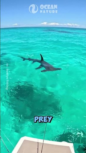 Great Hammerhead Shark | Nature’s Most Unique Head! 🦈🔨