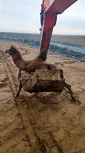 1.9M views · 7.1K reactions | Using excavator to remove camel from muddy swamp | MetDaan Animals | Facebook