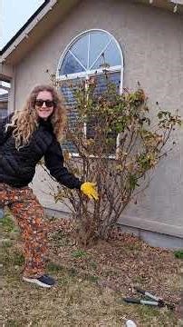 DIY Rose Bush Pruning #springgarden