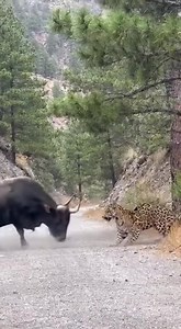 6.2M views · 19K reactions | Bull Charges Leopard in Stunning Forest...