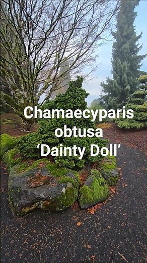 Chamaecyparis obtusa ‘Dainty Doll’ #gardening #conifer #landscaping #gardendesign #landscaping