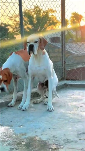 Italian English pointer Dog And All Dog Collections avilable#03366645011#@luckypetsstore#alldogs
