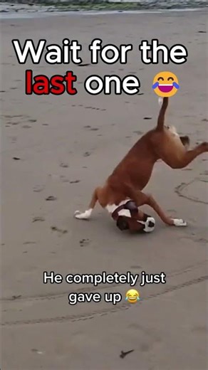 Funny Dog Fails #2 😂 #funnydogs #dog #shorts #funny #fail #animals