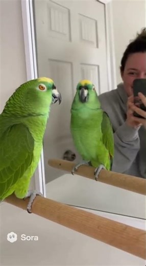 🦜 Parrot Looks in Mirror and Pranks Owner | Funny Pet Moment #shorts #parrot #talkingparot