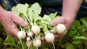 Turnips: The Roots | A Chef's Life