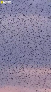 STUNNING: A massive flock of starlings takes flight at sunset, making for a mesmerizing display. https://cbsn.ws/2r6wpw3 | CBS Mornings