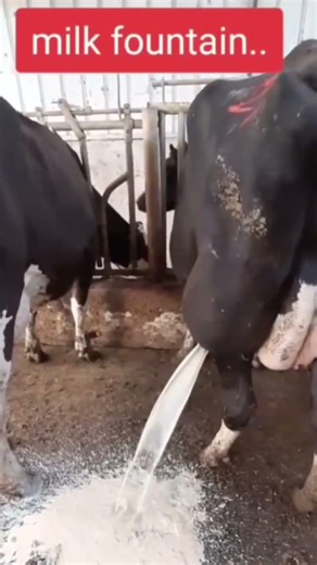 Not Milk! This Cow Has a Dangerous Abscess