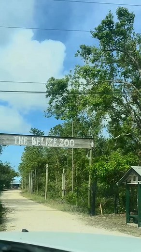 5.8K views · 188 reactions | Visiting Belize in 2023? Add a visit to the Belize Zoo to your itinerary ❤️ Home to the rehabilitated, orphaned and rescued wildlife of Belize. Located at Mile 29, George Price Highway. Here’s your chance to witness the animals of Belize in natural habitats!  Monday-Saturday 8:30AM-5PM, last admission 4PM. Sunday 8:30AM-4:30PM, last admission 3:30PM | The Belize Zoo & Tropical Education Center | Facebook