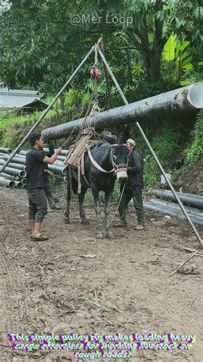 Using Tripod Pulley System to Load Heavy Pipes Onto Working Donkey