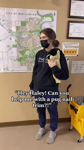 Pug Nail Trimming Tips and Tricks