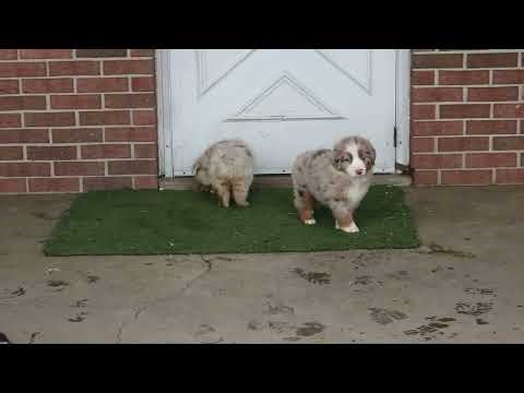 Australian Shepherd Puppies For Sale