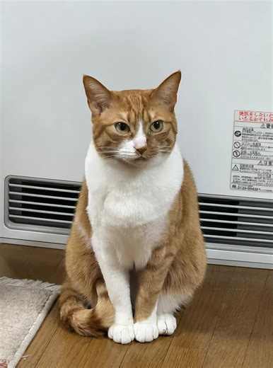 可愛い猫のイラストパフォーマンスとダンス