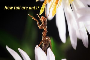 How Tall Are Ants? ⇒ Ant Size Chart And Human Comparison