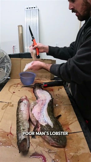 Burbot catch and cook. Hoagie style. Poor man’s lobster. Pout fishing #icefishing #fishing