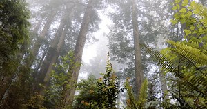 Redwood National Park 4k - Dareful - Free 4K Stock Video