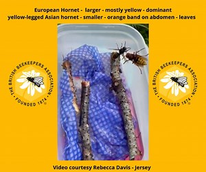 69K views · 149 reactions | BBKA - The British Beekeepers Association on Reels | Facebook