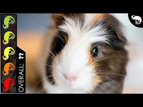 Guinea Pig, The Best Pet Mammal?