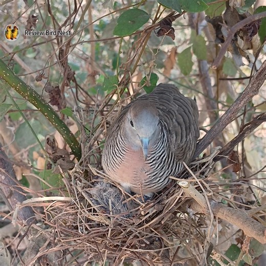 22K views · 381 reactions | Zebra Doves Caring for Nestlings | Review Bird Nest | Facebook